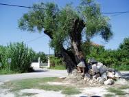 údajně dva tisíce let starý olivovník