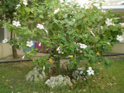 Meridien Beach 3XXXX