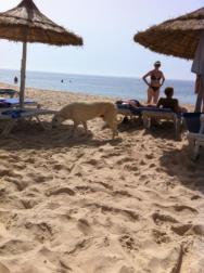 tulave psy na plazi