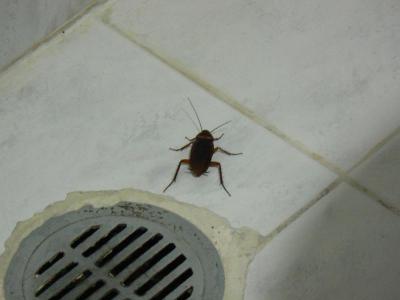 Neodpovídá hvězdičkám ani ceně