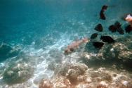 Krmení ryb - foceno pod vodou