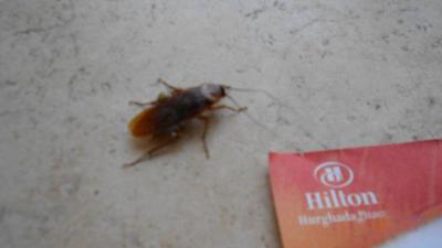 pět hvězdiček aneb noční můra