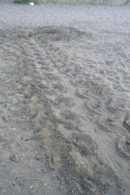 V červnu tudy brázdila pískem velká želva a po zhruba 3 měsících si to budou šinout do moře malé .....