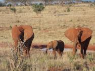 Sloni v NP Tsavo