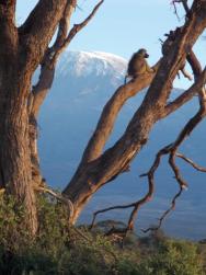 Pavián a v pozadí Kilimandžáro NP Amboseli
