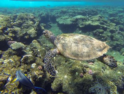 Zaplavejte si s želvou Karetou!
