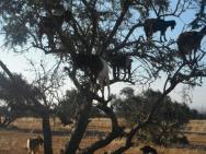 kozy na strome- v ramci vyletu do Marrakeshe