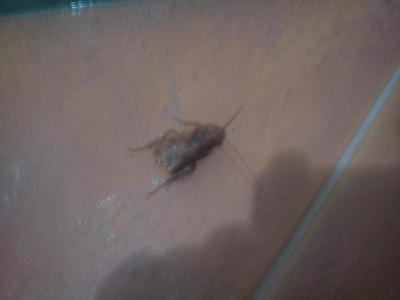 Maroko přes CK Blue Style - NEDOPORUČUJI!