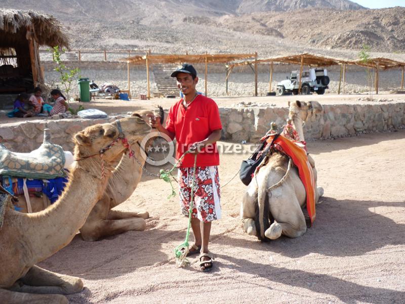 Beduín a tři velbloudi