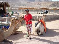 Beduín a tři velbloudi