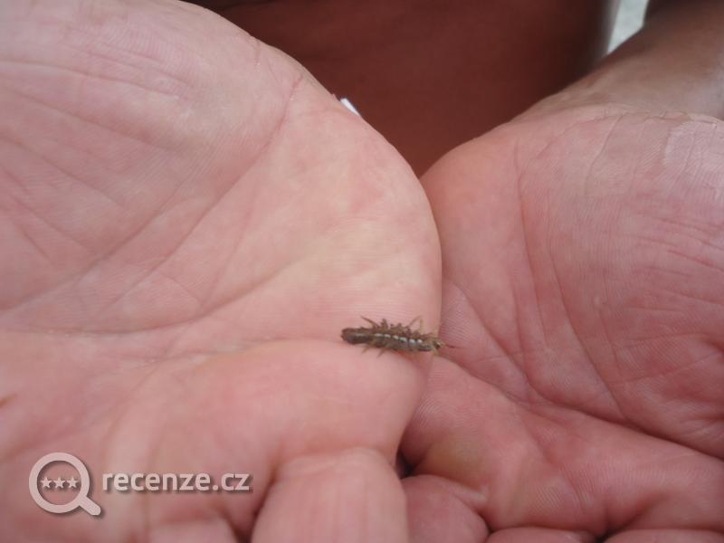 štípavý hmyz, kterého jsou v moři na Slunečném pobřeží milióny 