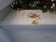 vajíčka a poté spousta mravenců!!!!