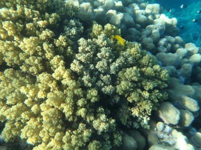 Dovolená v hotelu Gorgonia