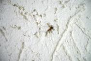 Komáři na stěnách po předchozích hostech