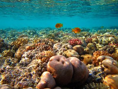 Dovolená v Marsa Alam