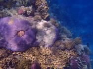 Nádherný korál