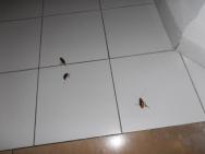 švábi na pokoji