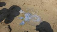 meduzy vytahane detma na plaz pro podrobnejsi zkoumani :) Info prichciple meduzy nezahaj. Nektery dny jich byla invaze.