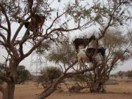 kozy labužnice (po ceste do Marakéše)
