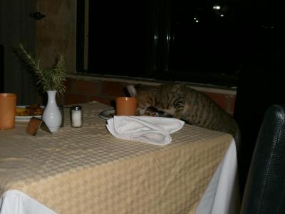 Recenze nelhaly Golden Beach už opravdu nikdy víc !!!!