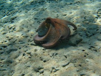 CHRYSANTHI STUDIO/APARTMENTS ***