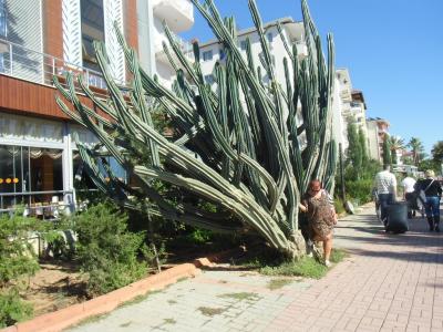 ALANYA  - HOTEL MELISSA