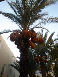 všudypřítomné datlové palmy