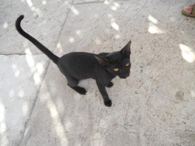 Kočky na hotelu Bin Majid Beach Resort