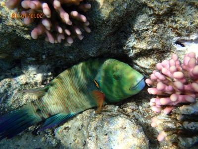 Opět skvělá dovolená v hotelu UTOPIA BEACH CLUB