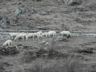 Ovce za barákem :)