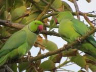 Tak tihle zelení papouchové se tu prohánějí vzduchem :-)