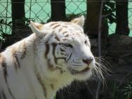Bílý tigr v Rancho parku