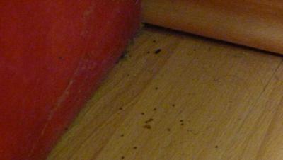 kalinka = Lunik 9 hnus humus .....