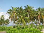 Palmy s kokosovými ořechy