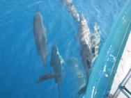 Setkání s delfíny
