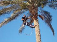 Egyptský kluci osekávají palmy po ránu
