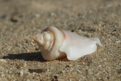 Pěkný rozsáhlý komplex, dostatek jídla, pití, horké moře