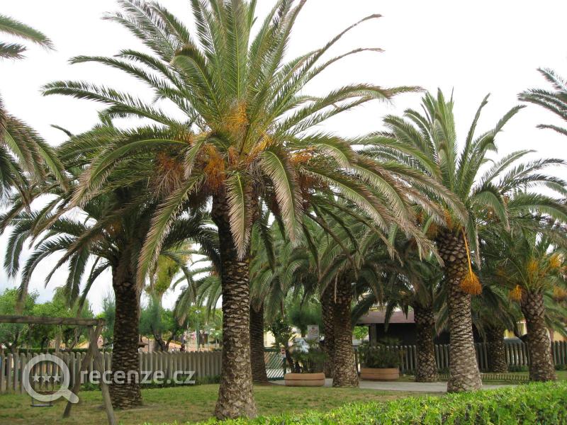 palmy z okolí