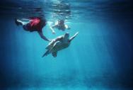 Podmořský svět - nádherné šnorchlování s želvami