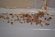 Za par hodin napadany bordel od mravcov zijucich v stene okolo sprchovej baterie...