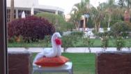 Okolí hotelu, v pozadí jídelna, labuť s ibiškem