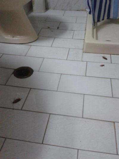 Za málo peněz málo muziky a hodně švábů