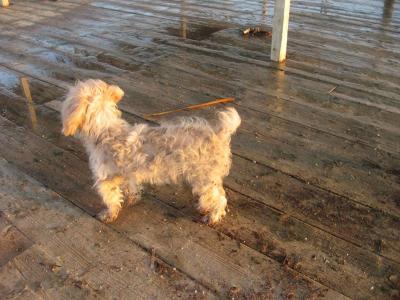 Dovolená celkem dobrá  - řecká mentalita hrůza - opuštěné štěně v areálu hotelu