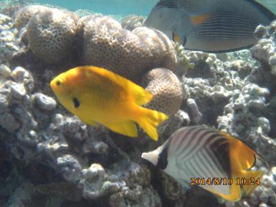 Žádná sláva, o opuštění hotelu rozhodují čtyřkolkáři !!!!!!!!!!!!!!!