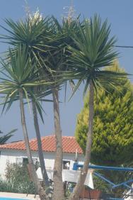 palmička u bazénu