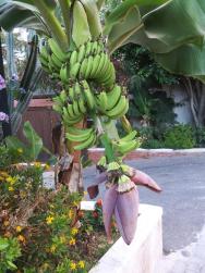 banány dozrávají přímo před hotelem