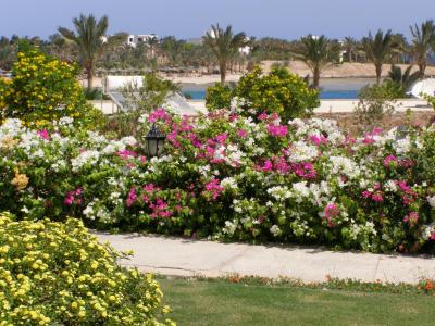 Royal Brayka Beach Resort