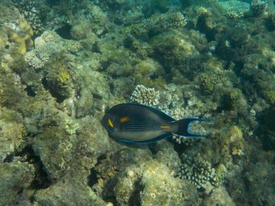 Pobyt v září 2014 v hotelu Jasmine Village Hurghada Egypt