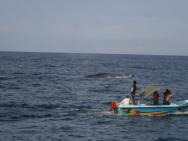 Výlet loďou na more - pozorovanie delfínov a veľrýb (videli sme aj, aj)