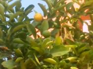i v zahradě jsou citrony a mandarinky
